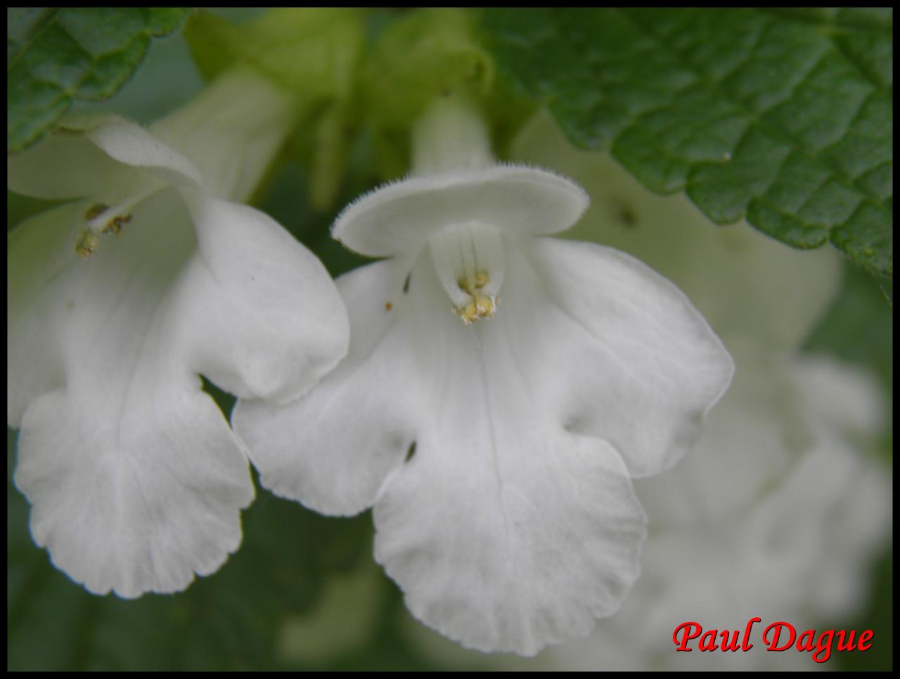 mélitte à feuilles de mélisse-melittis mélissophyllum-lamiacée