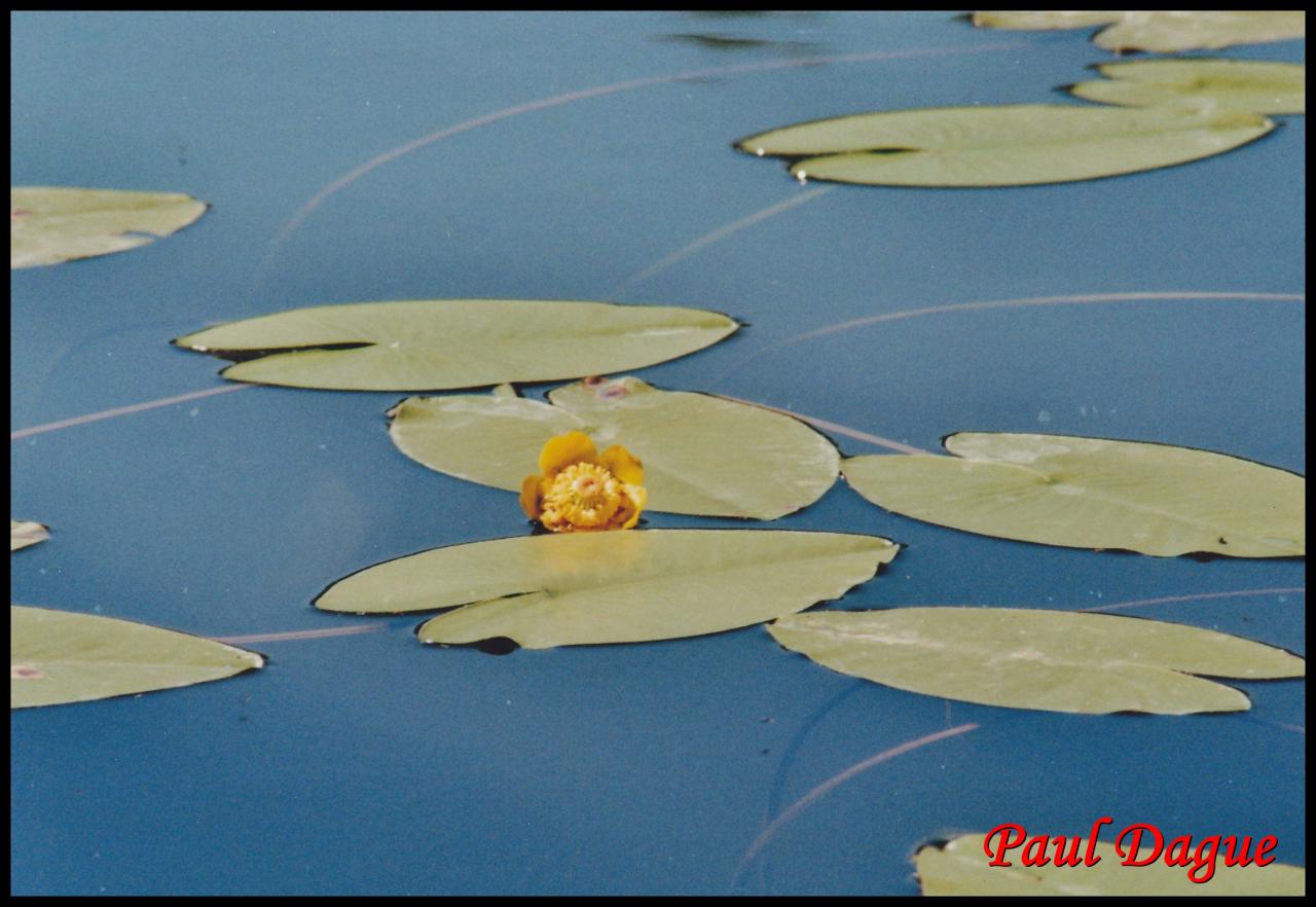 nénuphar jaune-nuphar lutea-nymphéacée