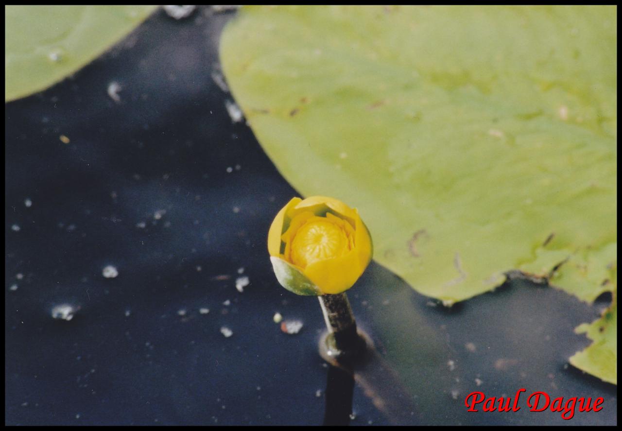 nénuphar jaune-nuphar lutea-nymphéacée