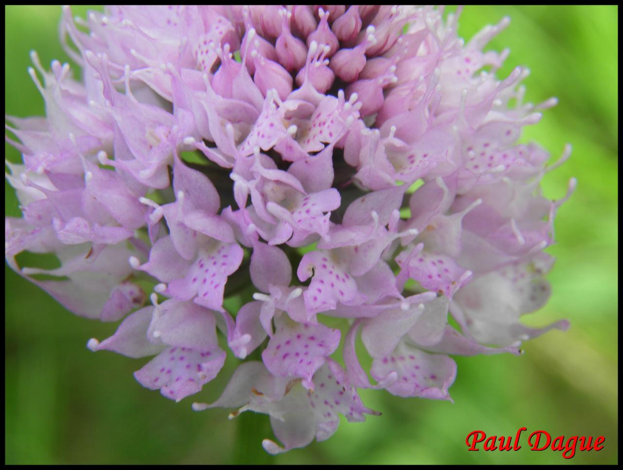 orchis globuleux-traunsteinera globosa-orchidacée