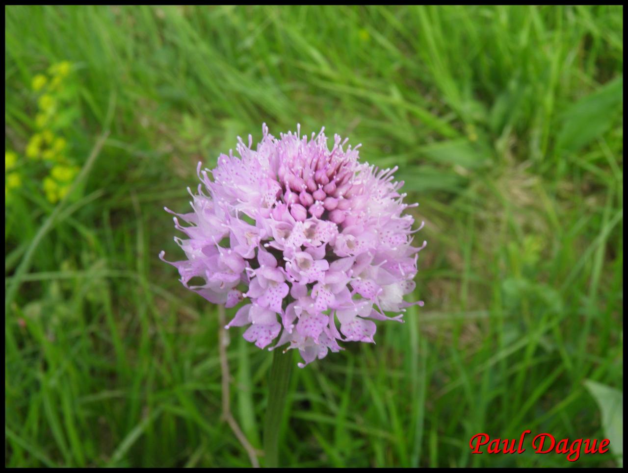 orchis globuleux-traunsteinera globosa-orchidacée