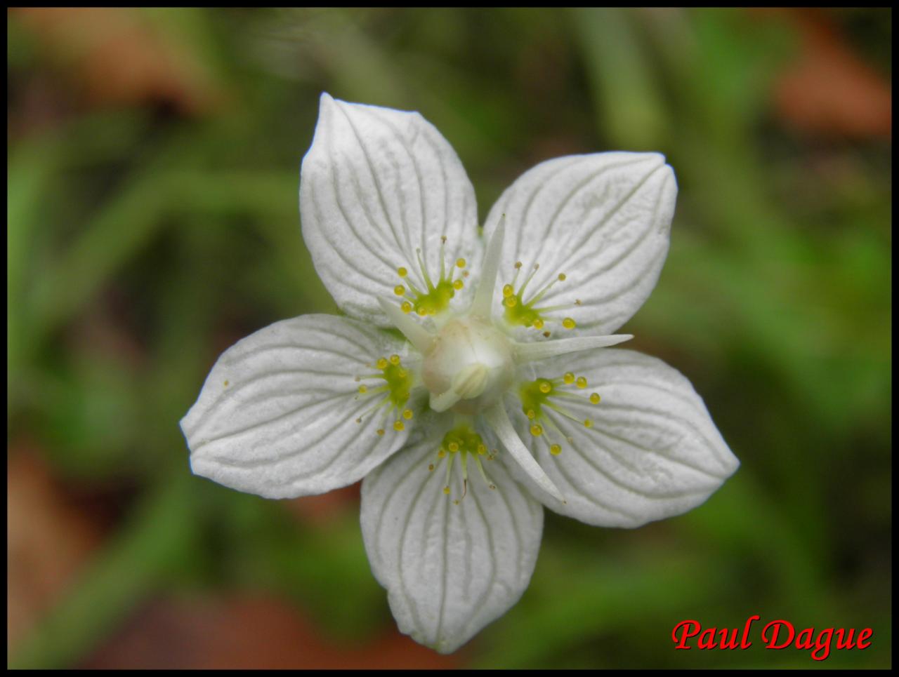 parnassie des marais-parnassia palustris-parnaciacée