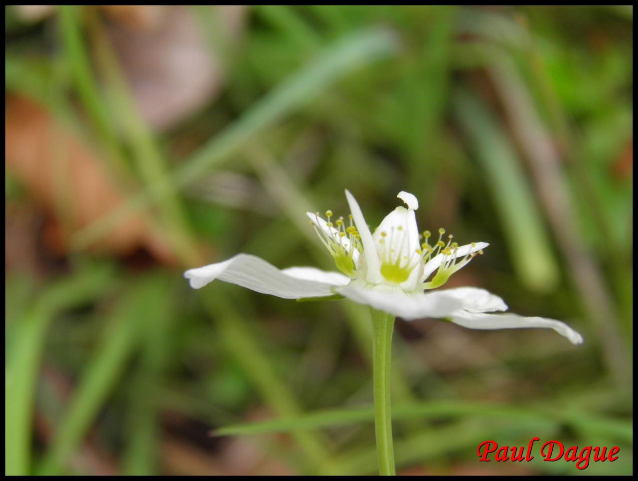 parnassie des marais-parnassia palustris-parnaciacée