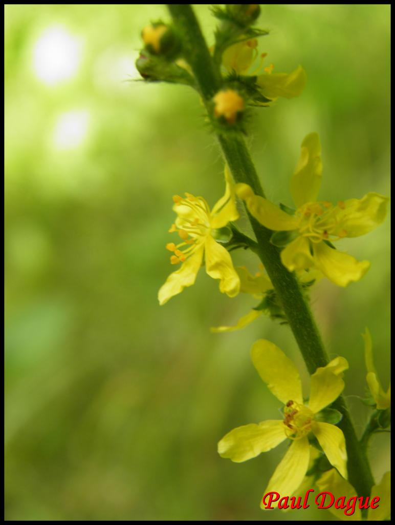 aigremoine eupatoire-agrimonia eupatoria-rosacée