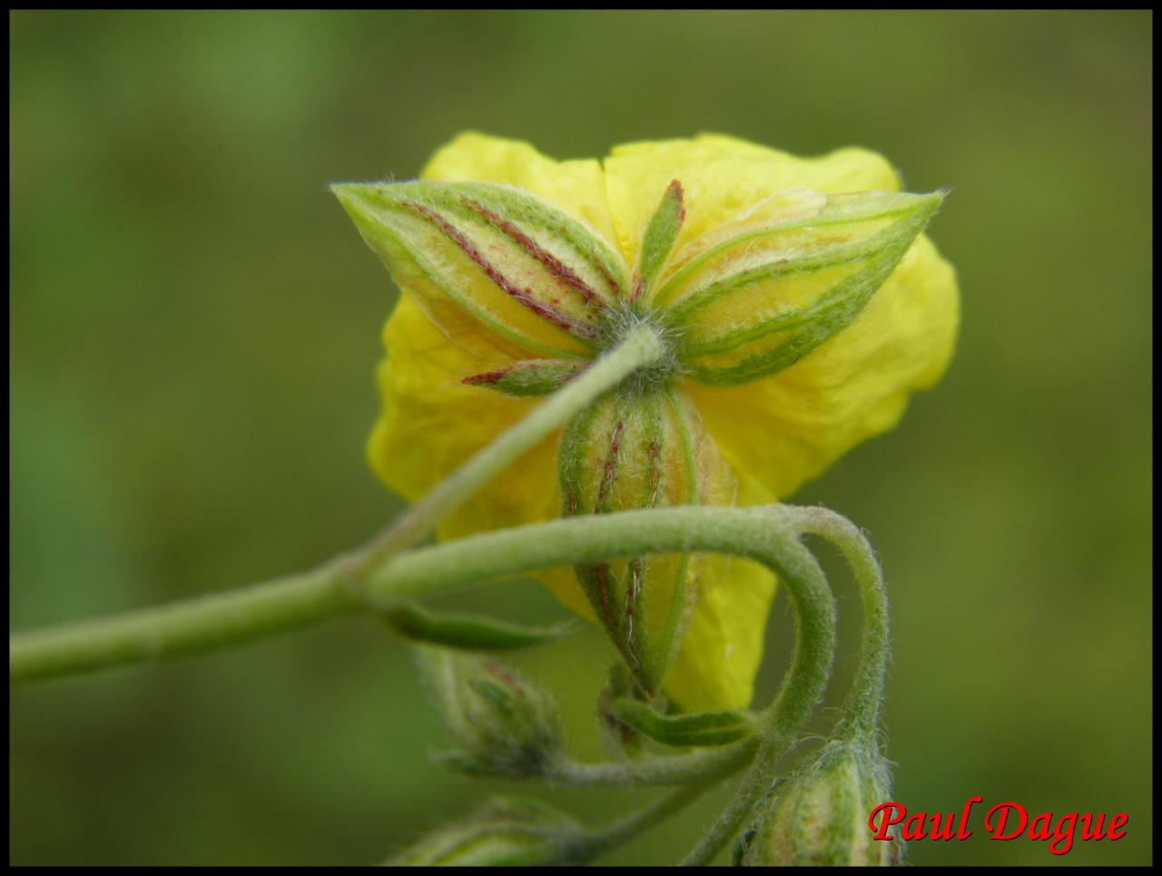 hélianthème sombre-helianthemum nummularium-cistacée