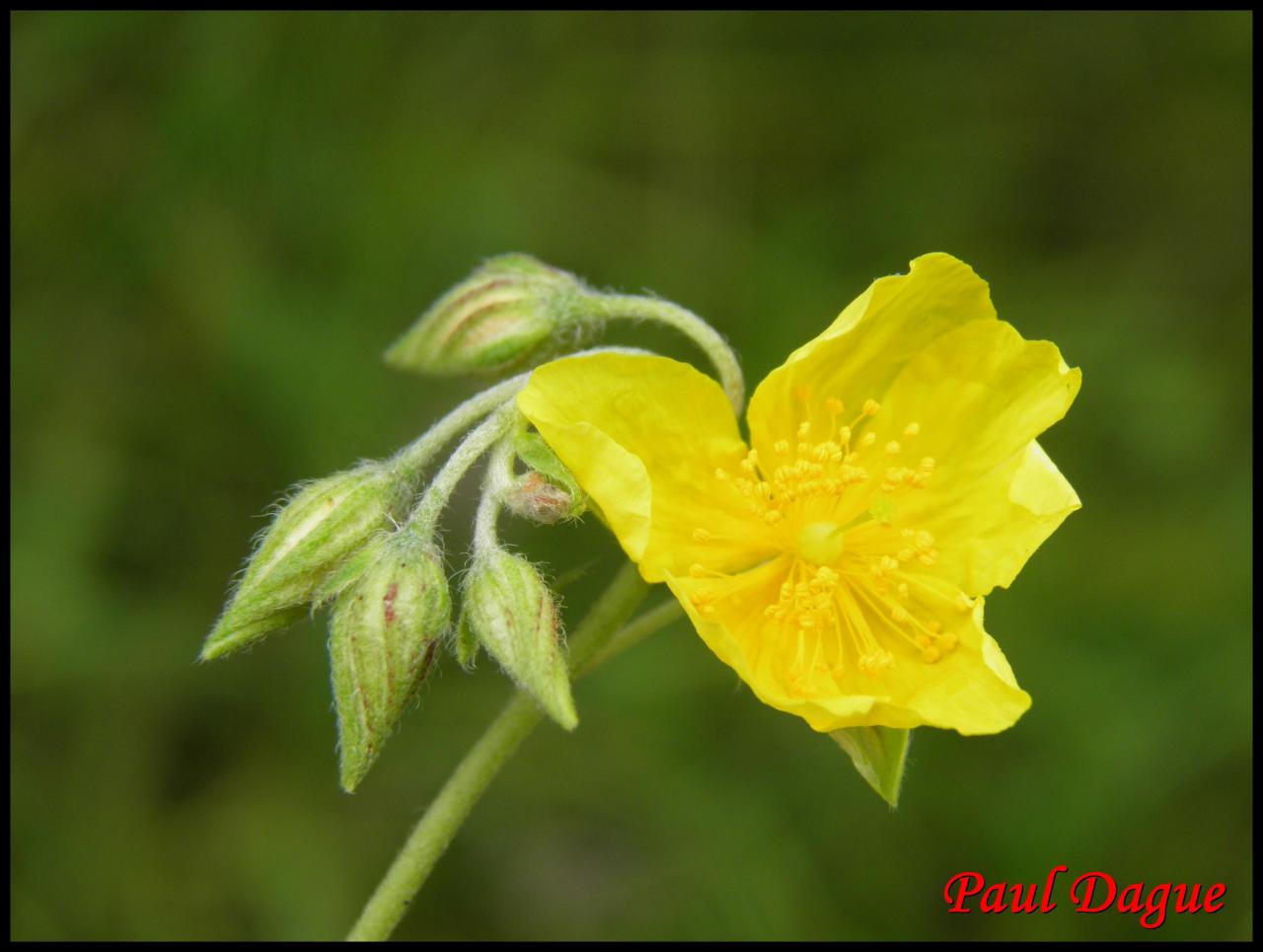 hélianthème sombre-helianthemum nummularium-cistacée