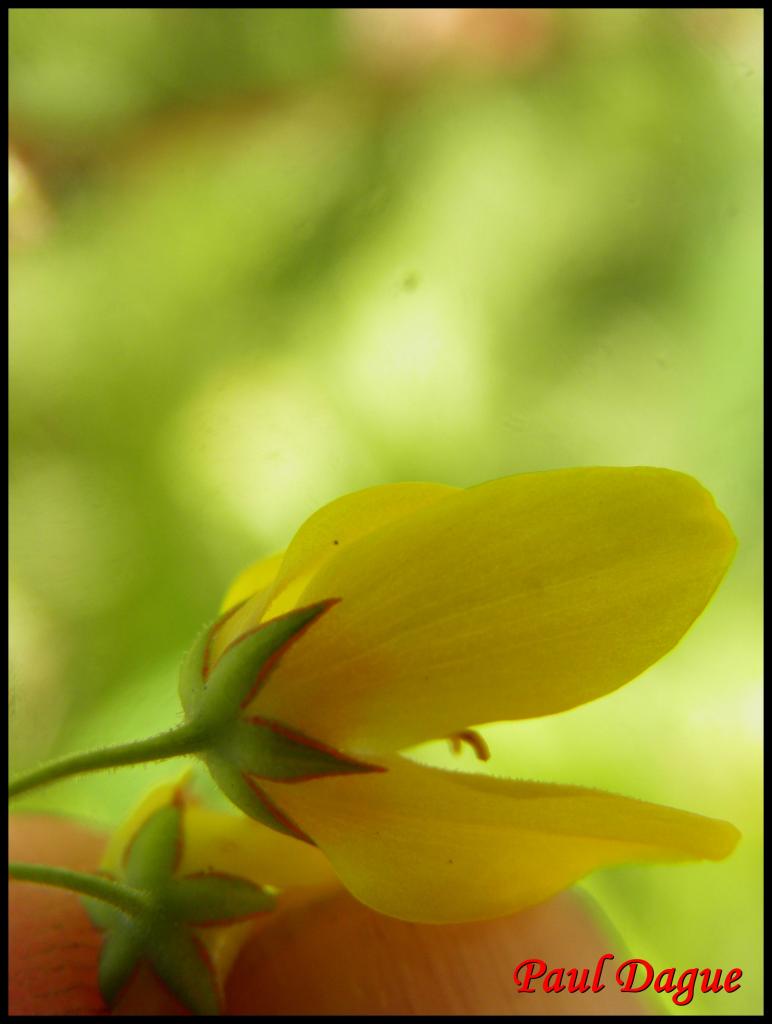 lysimaque commune-lysimachia vulgaris-primulacée