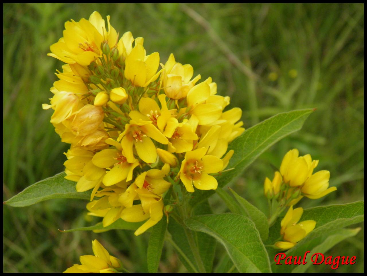 lysimaque commune-lysimachia vulgaris-primulacée