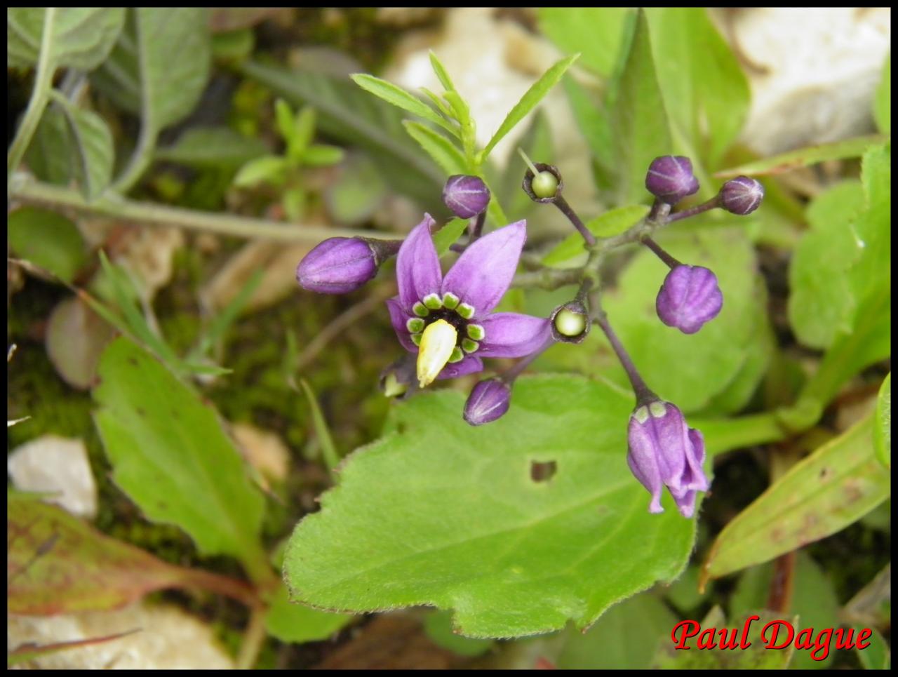 morelle douce amère-solanum dulcamara-solanacée