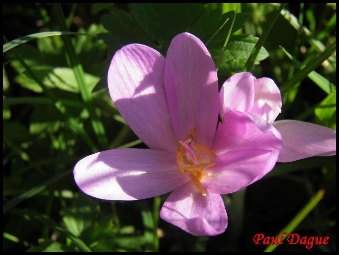 colchique d'automne-colchicum multiflorum-colchicacée