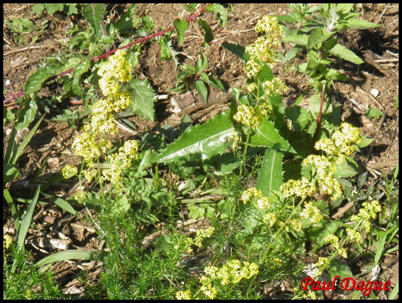 gaillet jaune-galium verum-rubiacée