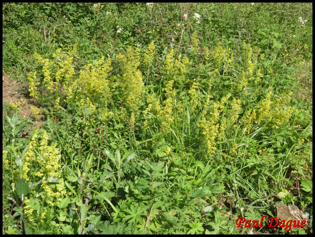 gaillet jaune-galium verum-rubiacée