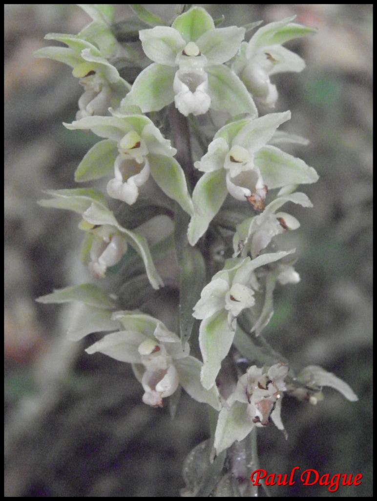 épipactis à feuilles écartées-epipactis distans-orchidacée