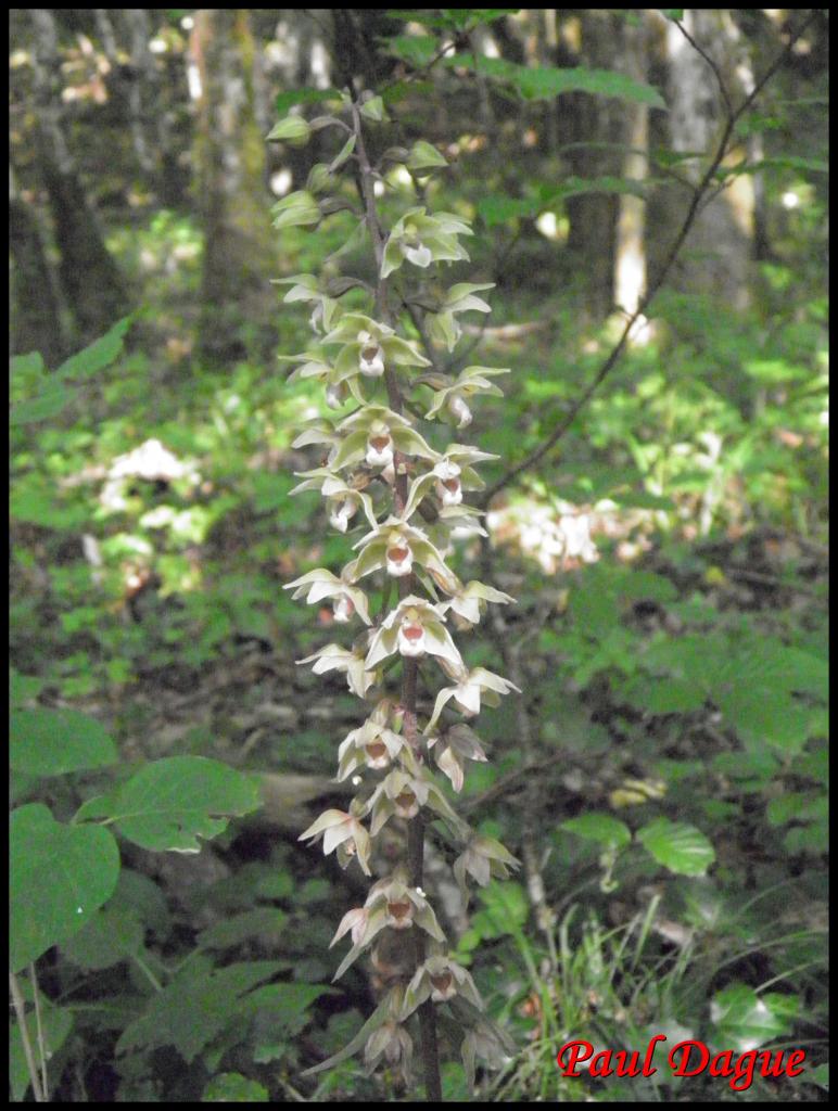 épipactis à feuilles écartées-epipactis distans-orchidacée