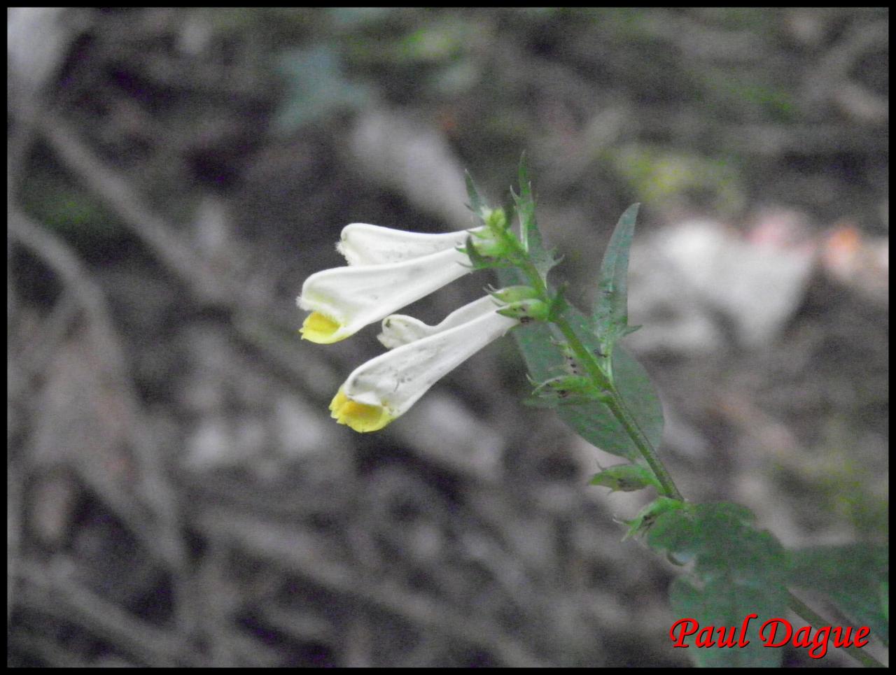 mélampyre des prés-melampyrum pratense-scrophulariacée