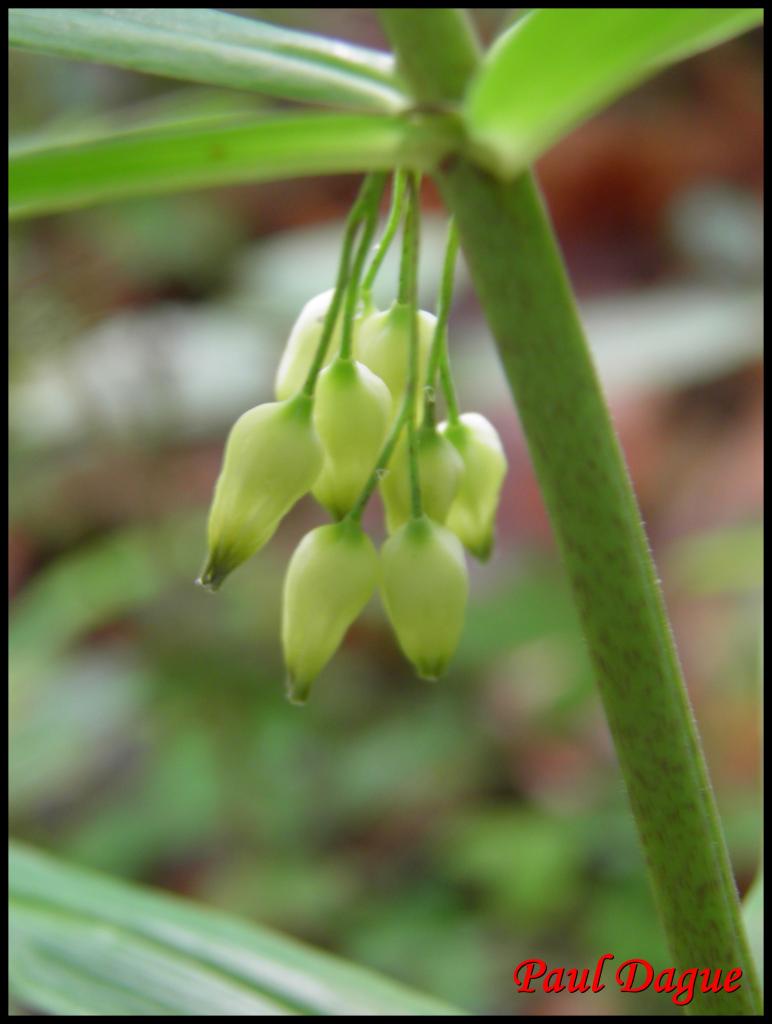 sceau de Salomon verticillé-polygatum verticillatum-convalariacée