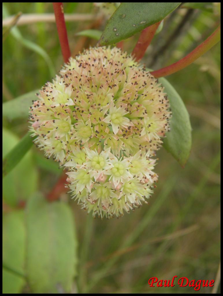 orpin reprise-sedum telephium-crassulacée