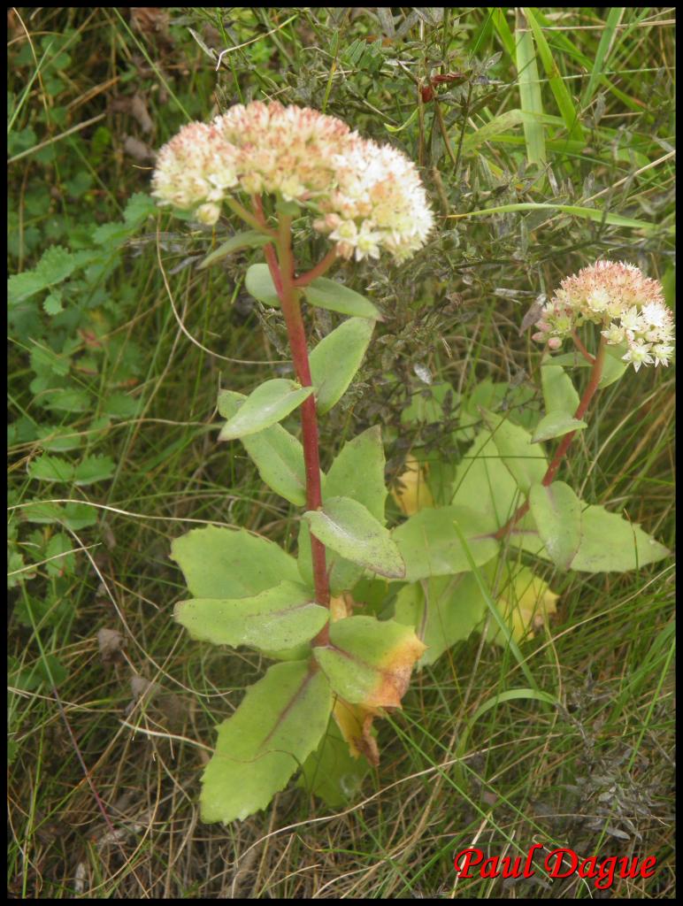 orpin reprise-sedum telephium-crassulacée