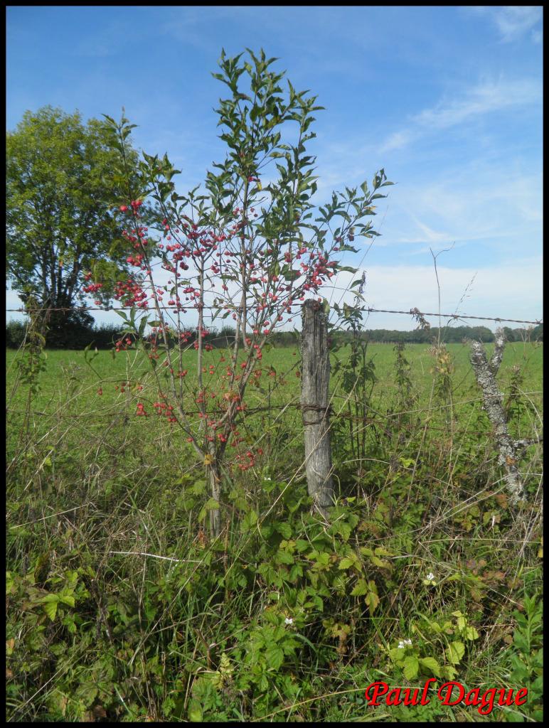 fusain d'europe-euonymus europaeus-celastracée