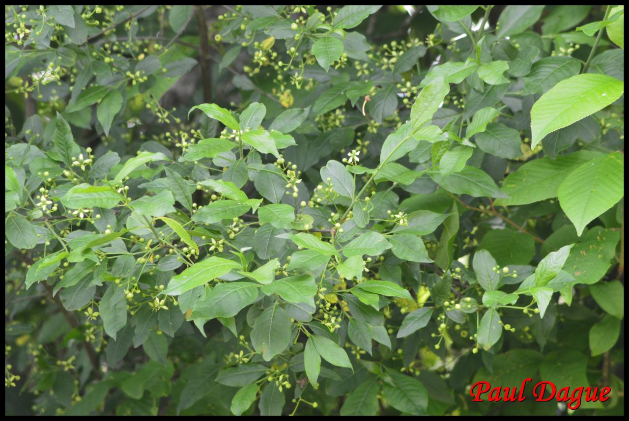 fusain d'europe-euonymus europaeus-celastracée