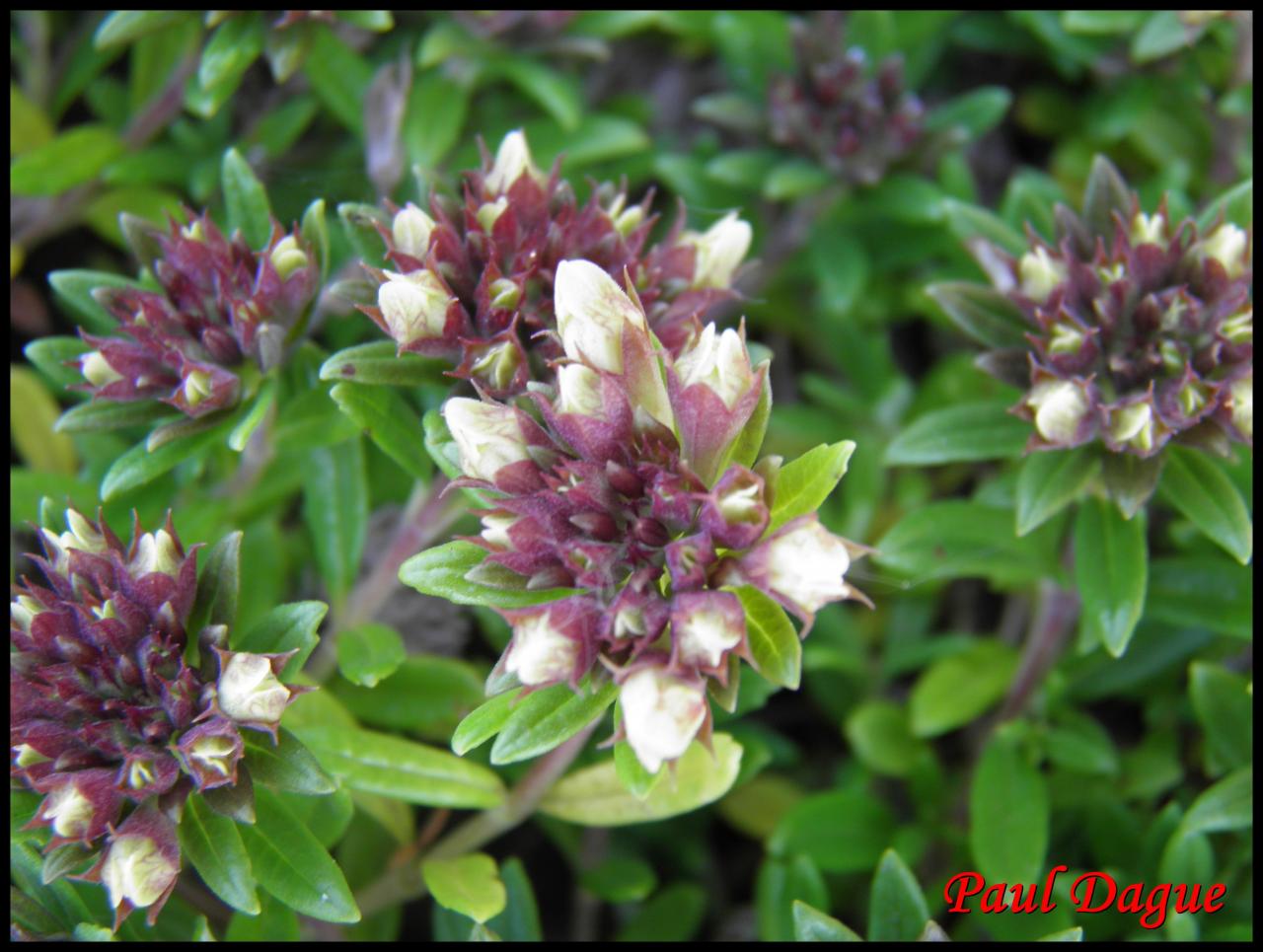 germandrée des montagnes-teucrium montanum-lamiacée