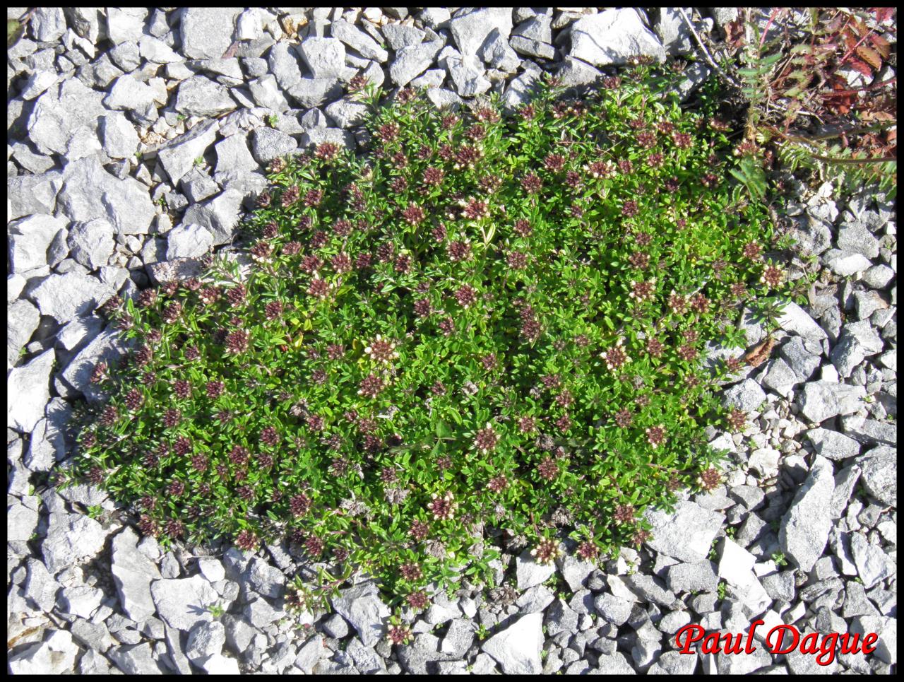 germandrée des montagnes-teucrium montanum-lamiacée