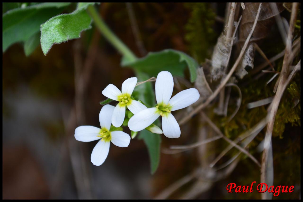 arabette des Alpes-arabis alpina-brassicacée