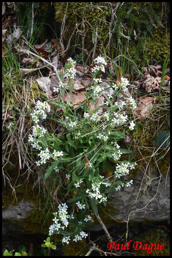 arabette des Alpes-arabis alpina-brassicacée