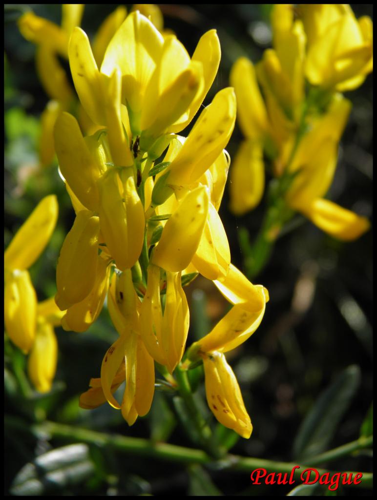 genêt des teinturiers-genista tinctoria-fabacée