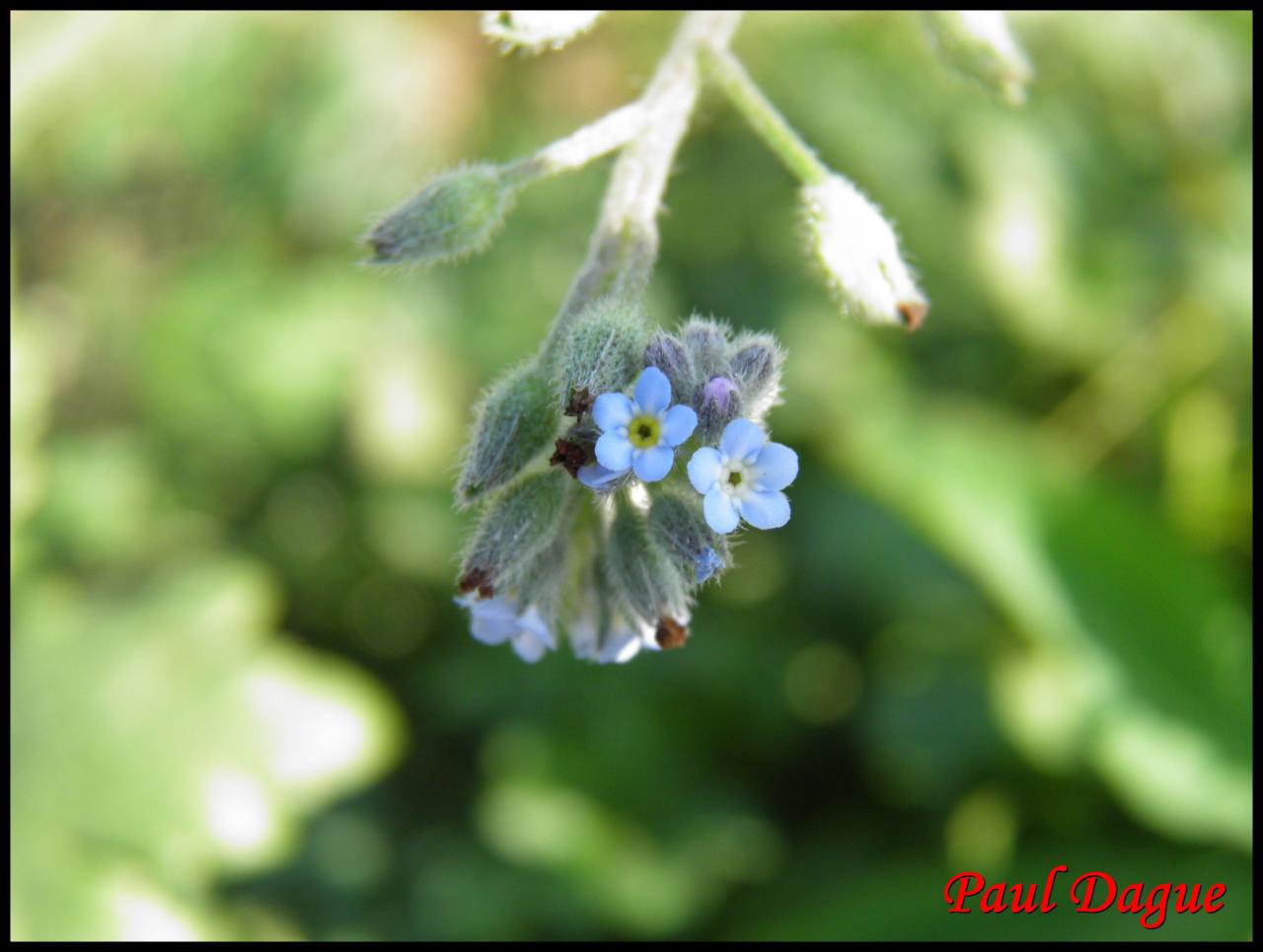 myosotis des champs-myosotis arvensis-boraginacée