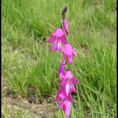 fleurs rouges à 6 pétales ou plus