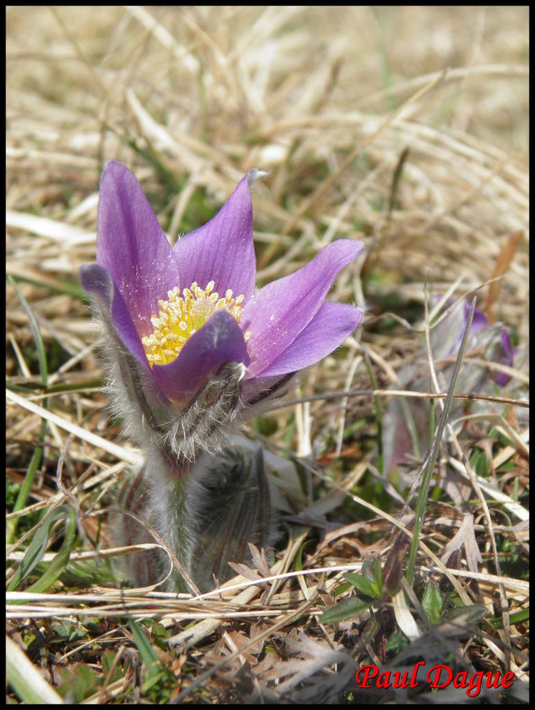 coquelourde-pulsatilla vulgaris-ranunculacée