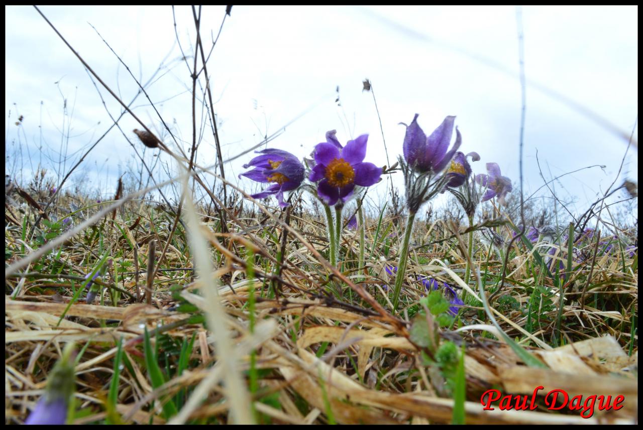 coquelourde-pulsatilla vulgaris-ranunculacée