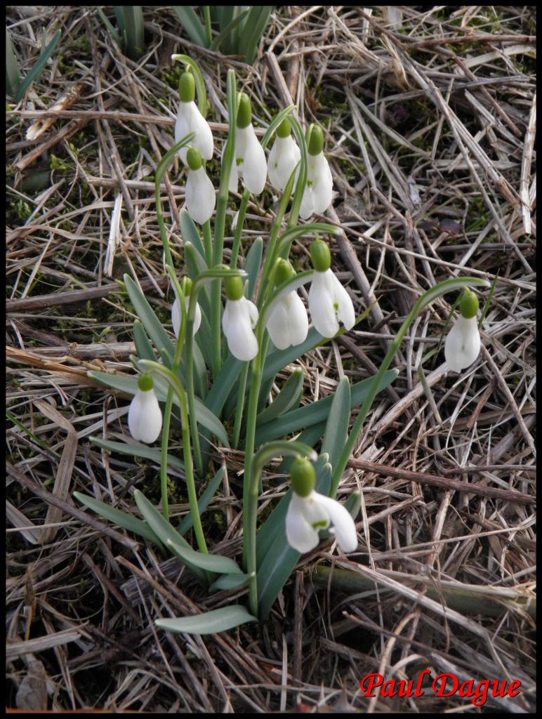 perce neige-galanthus nivalis-amaryllidacée