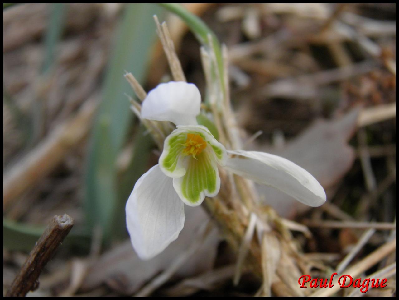 perce neige-galanthus nivalis-amaryllidacée