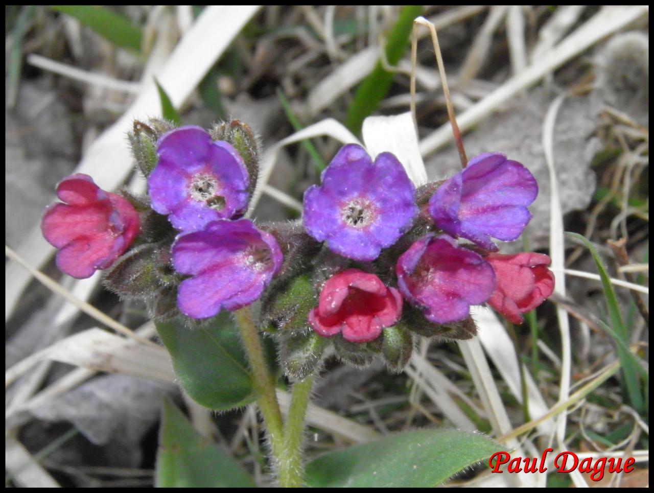 pulmonaire des montagnes-pulmonaria montana-boraginacée