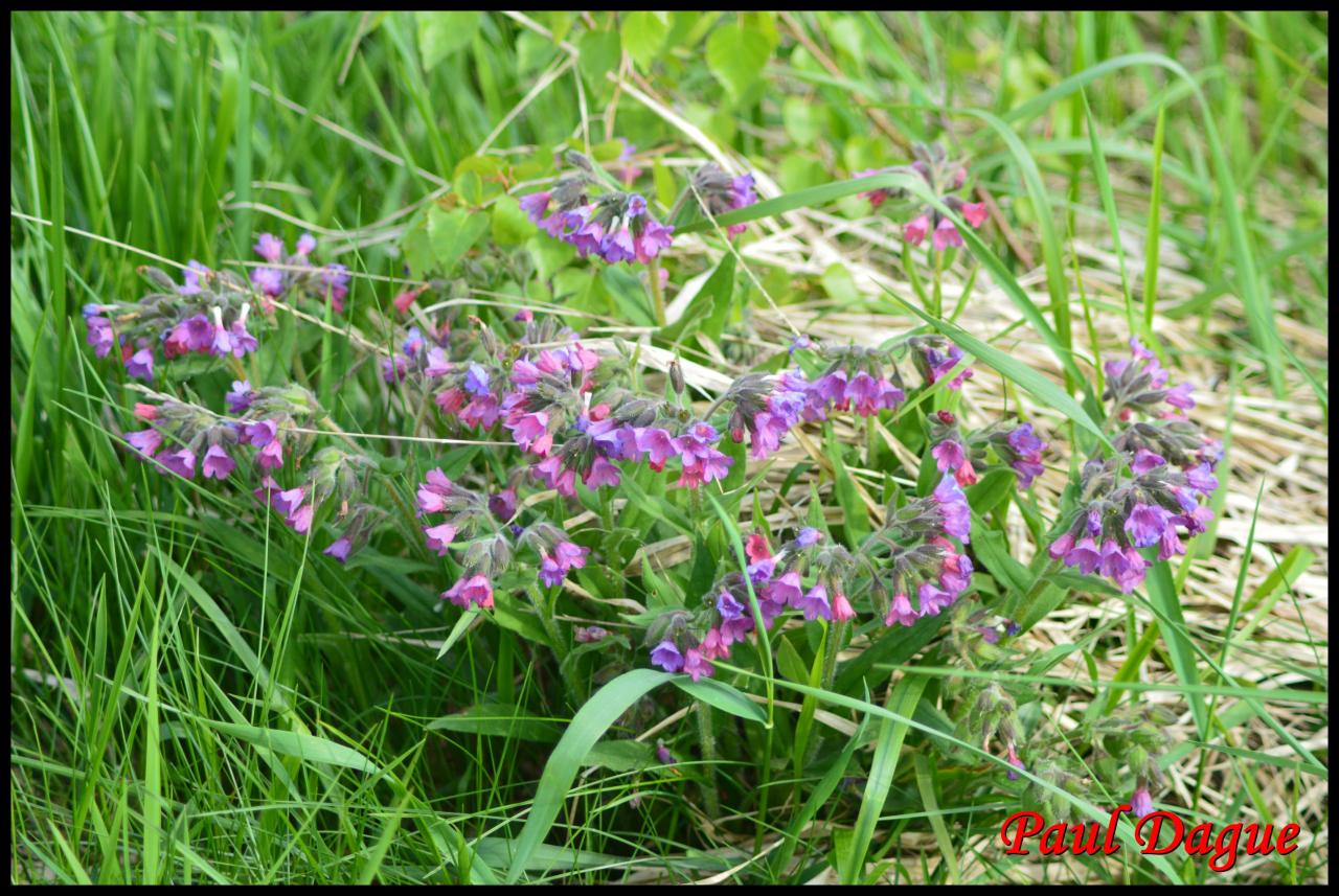 pulmonaire des montagnes-pulmonaria montana-boraginacée