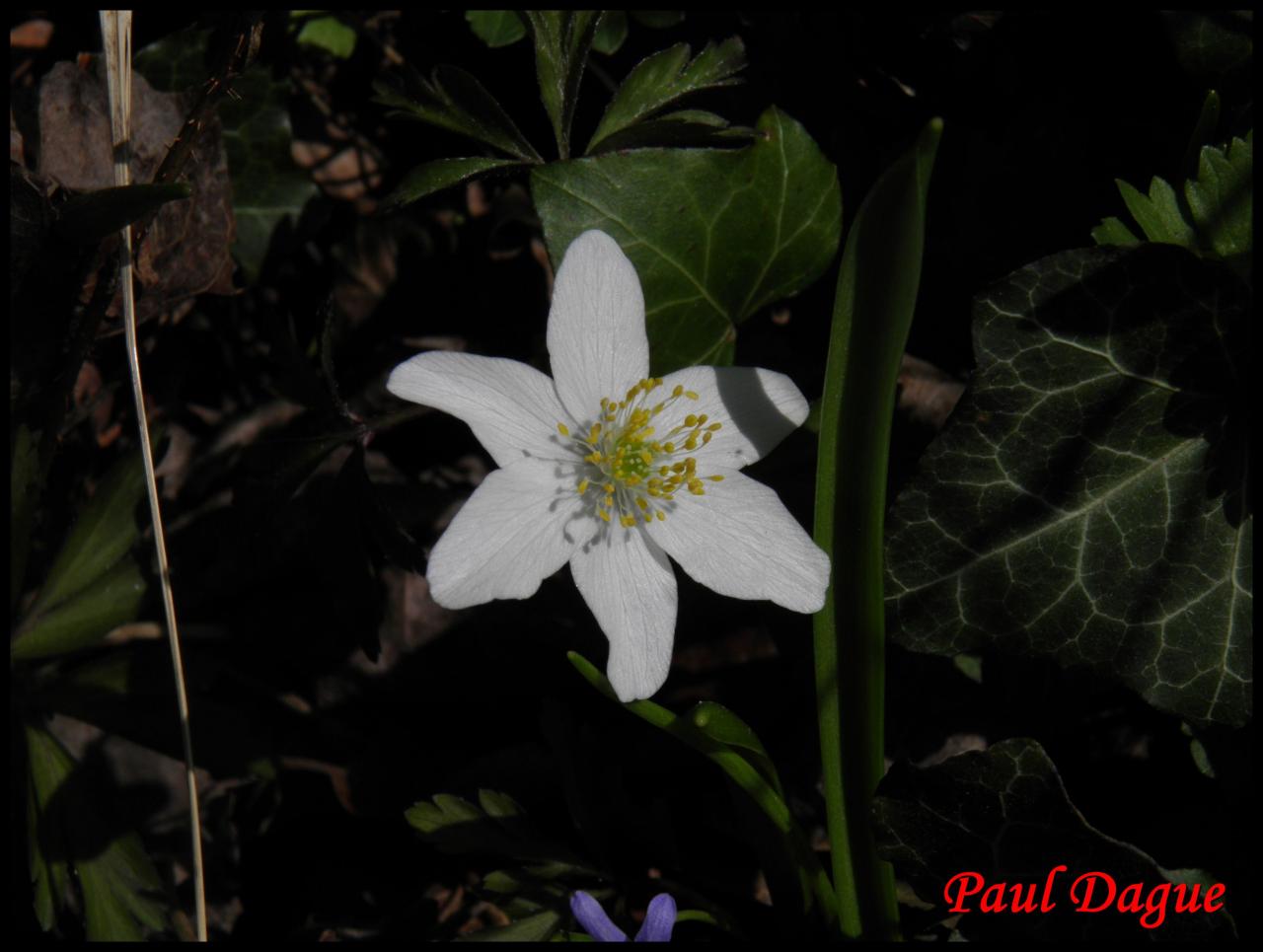 anemone des bois-anemone nemorosa-ranunculacée