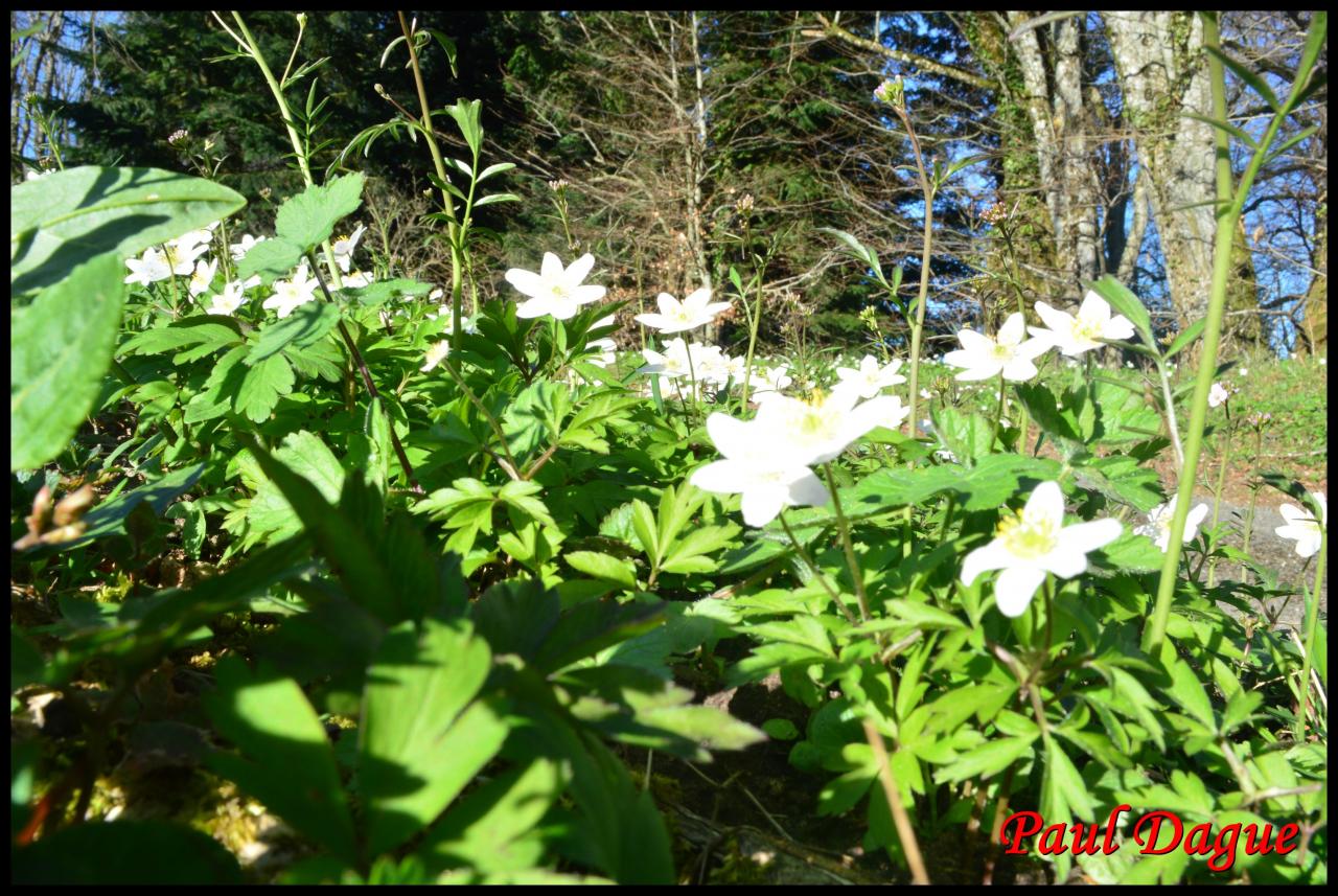 anemone des bois-anemone nemorosa-ranunculacée