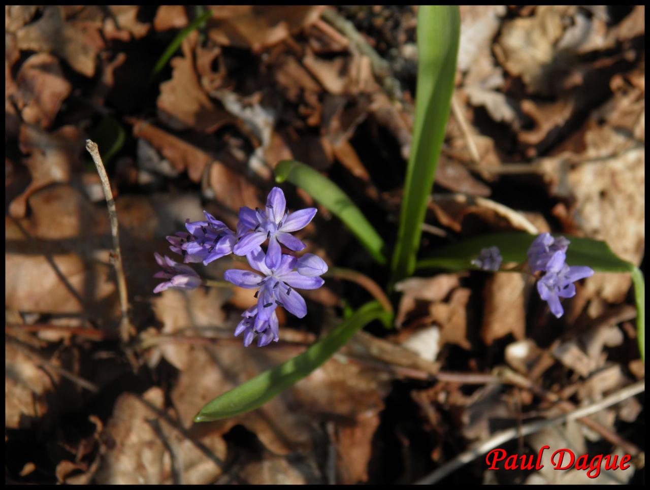 scille à 2 feuilles-scilla bifolia-hyacinthacée