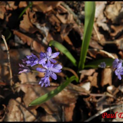 fleurs bleues à 6 pétales ou plus