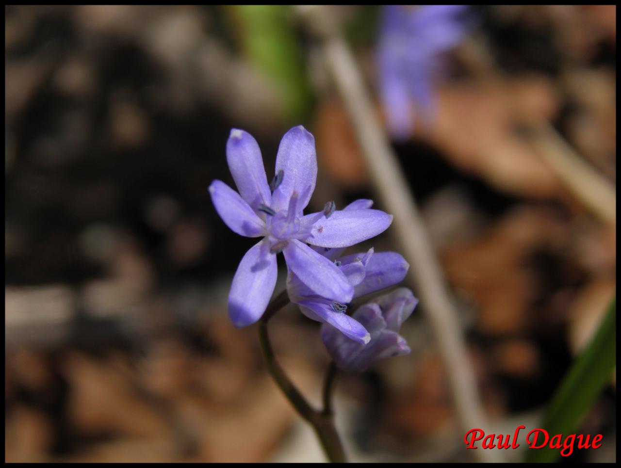 scille à 2 feuilles-scilla bifolia-hyacinthacée