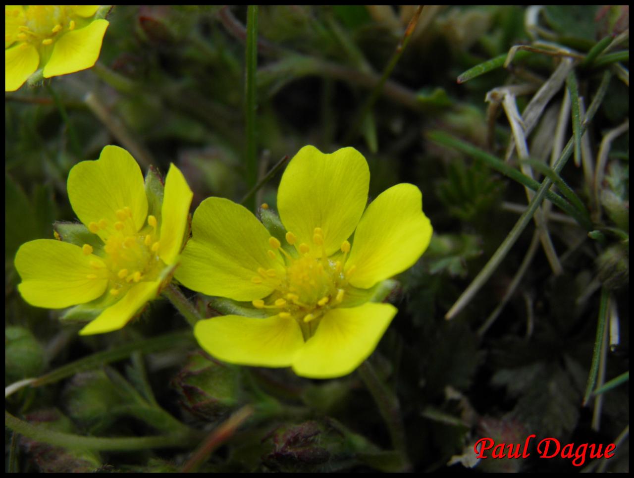 potentille du printemps-potentilla neumanniana-rosacée