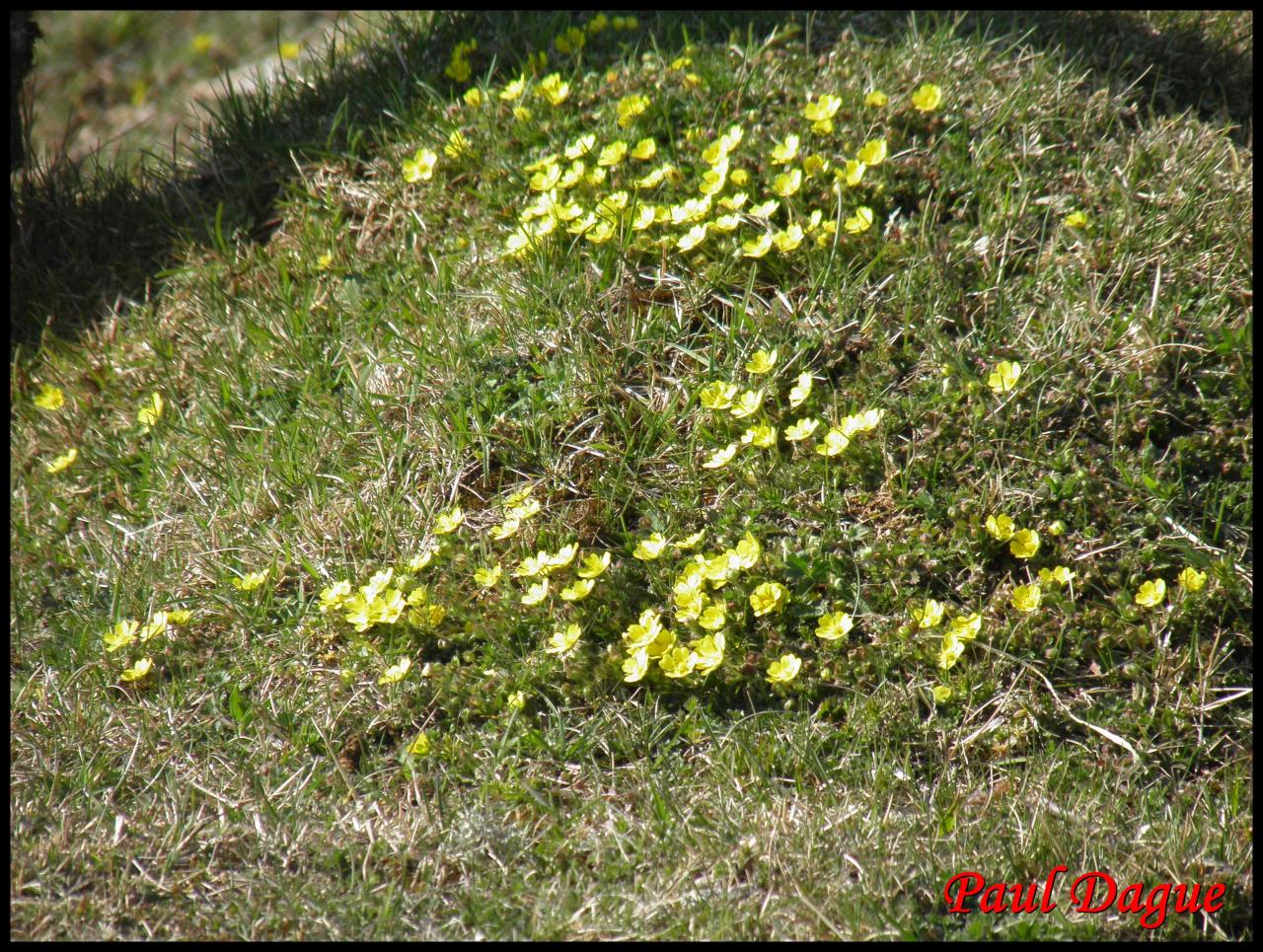 potentille du printemps-potentilla neumanniana-rosacée