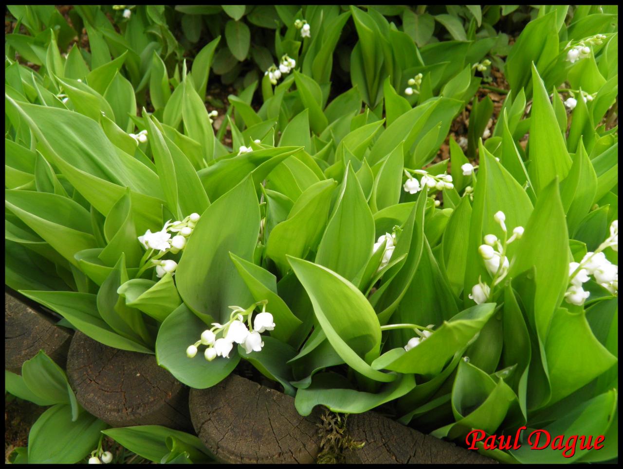 muguet-convallaria majalis-convalarialacée