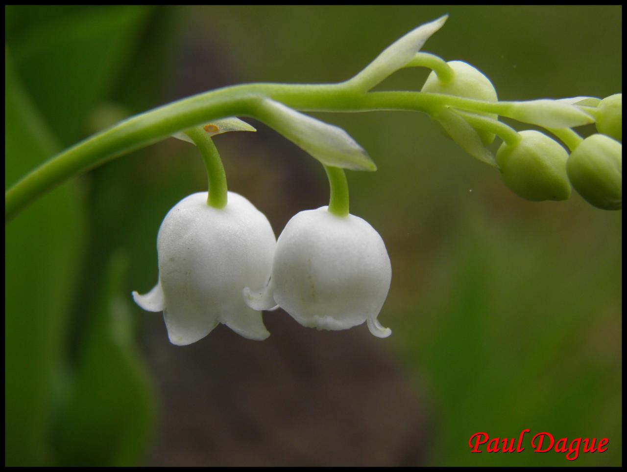 muguet-convallaria majalis-convalarialacée