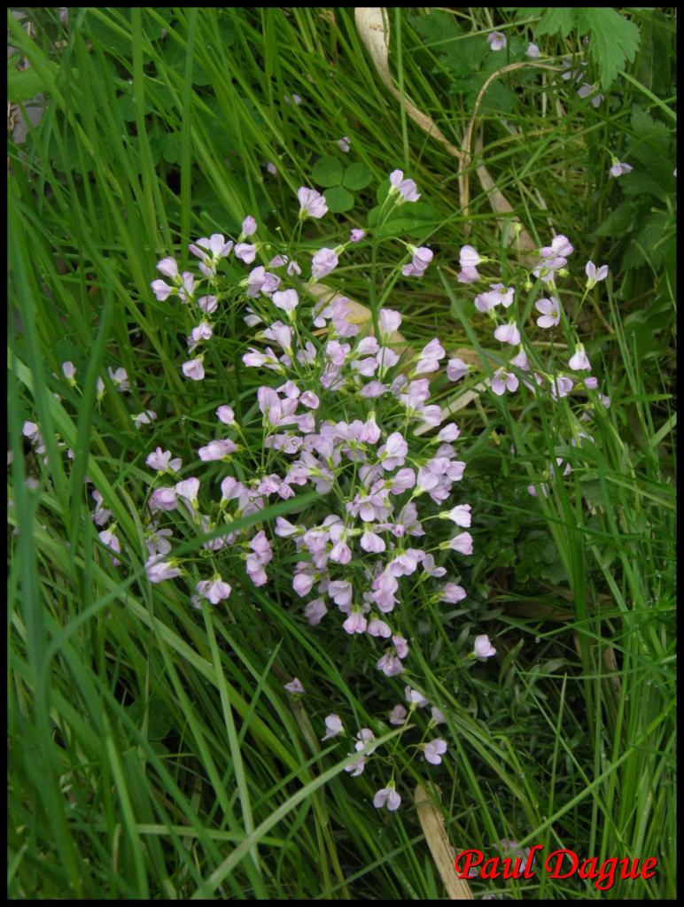 cardamine des prés-cardamine pratensis-brassicacée