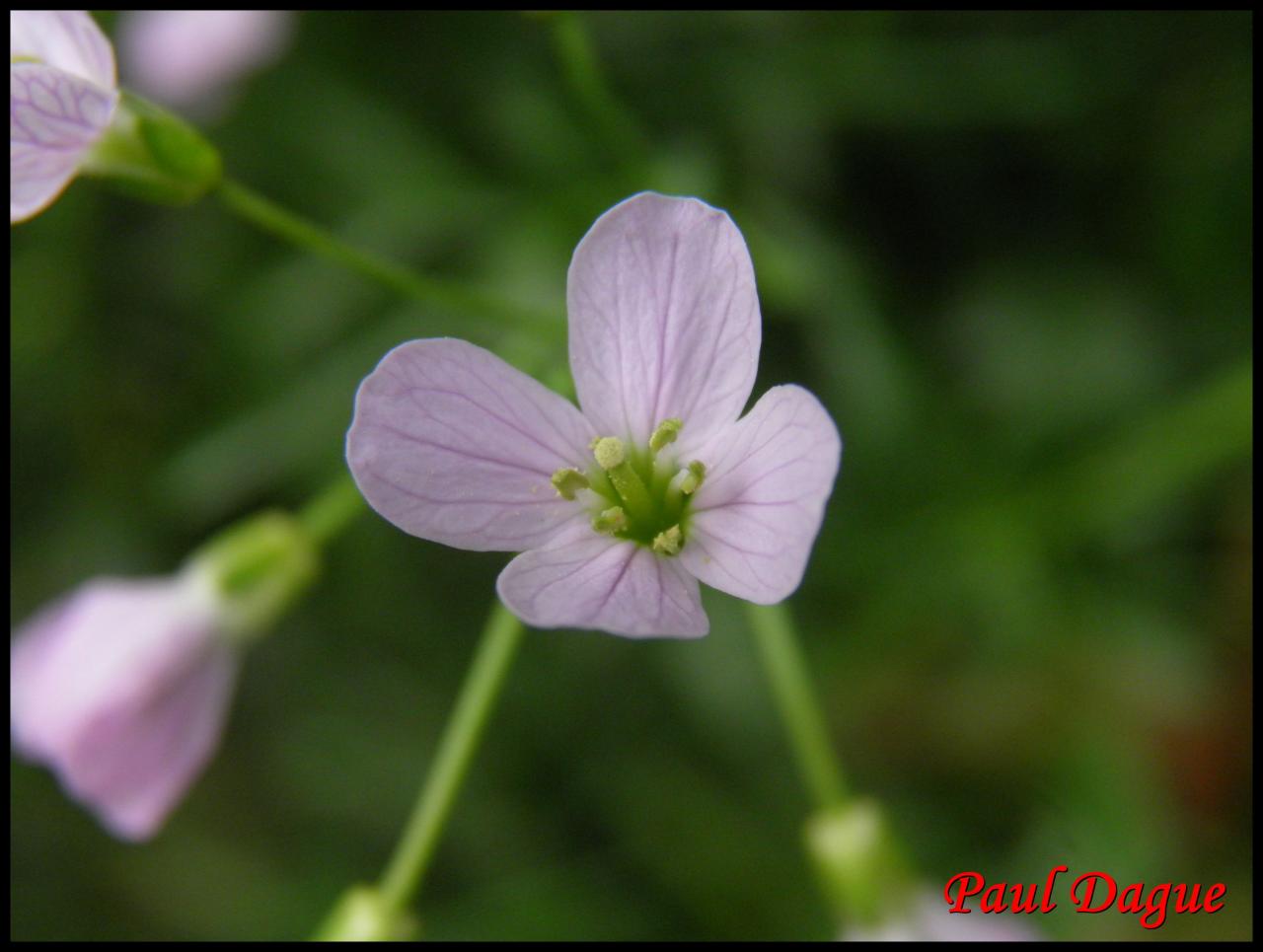 cardamine des prés-cardamine pratensis-brassicacée