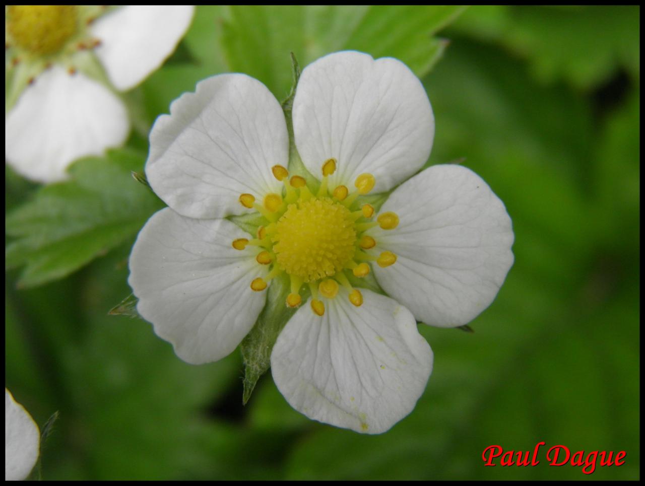 fraisier des bois-fragaria vesca-rosacée