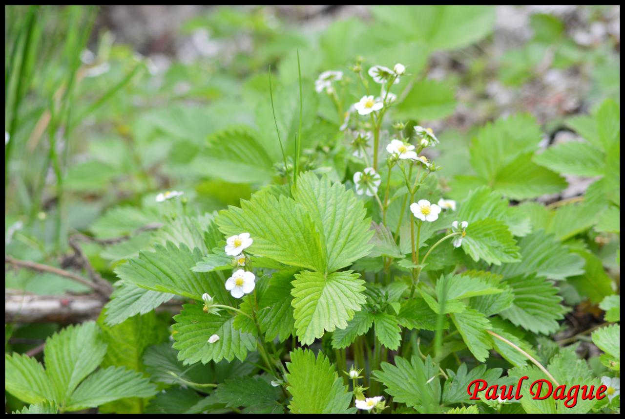 fraisier des bois-fragaria vesca-rosacée